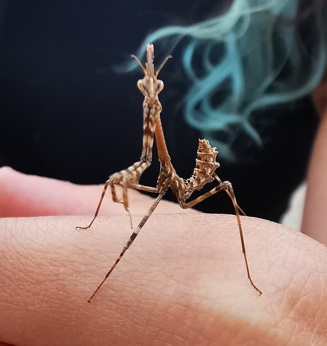 EntomoDaily's tweet photo. Fotos extra per admirar la seva bellesa 😍👇🏻 https://t.co/w2agjuzZlT