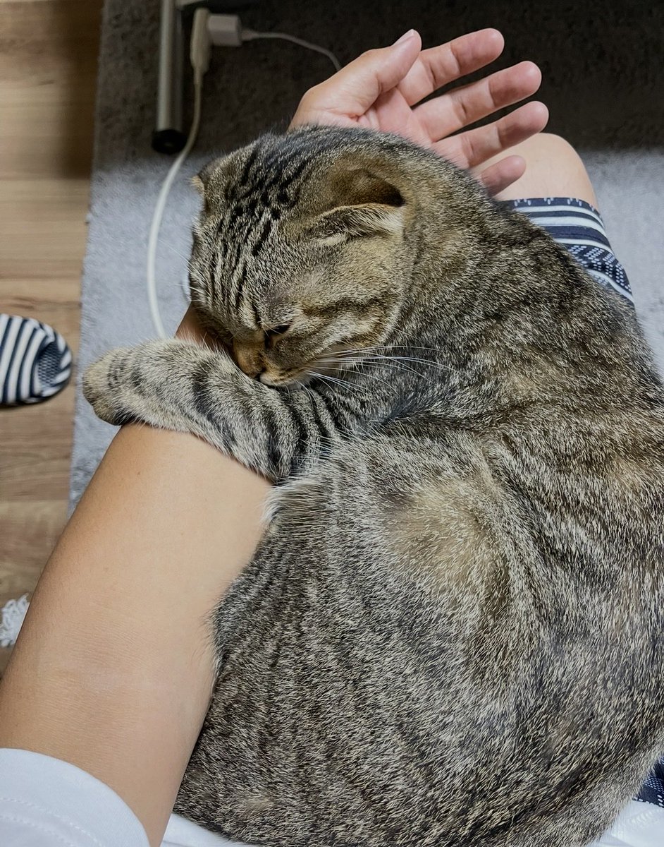 neccobucho's tweet photo. 動  け  な  い  ヤ  ツ https://t.co/E7KweTVP8L