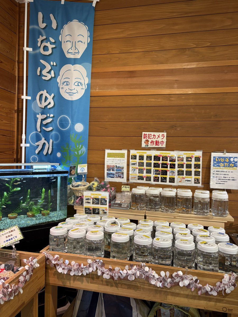 RaMeMDK94's tweet photo. 仲良くしてもらっている、いなぶめだか🐟

10月4日(日)、道の駅で販売イベント開催します！！

今から予定して近い人も遠い人も買いに行って下さい！！

よろしくお願いします🙇‍♂️

場所、どんぐりの里いなぶ

＃メダカ
＃いなぶめだか
＃どんぐりの里いなぶ https://t.co/fNsPsh7vWC