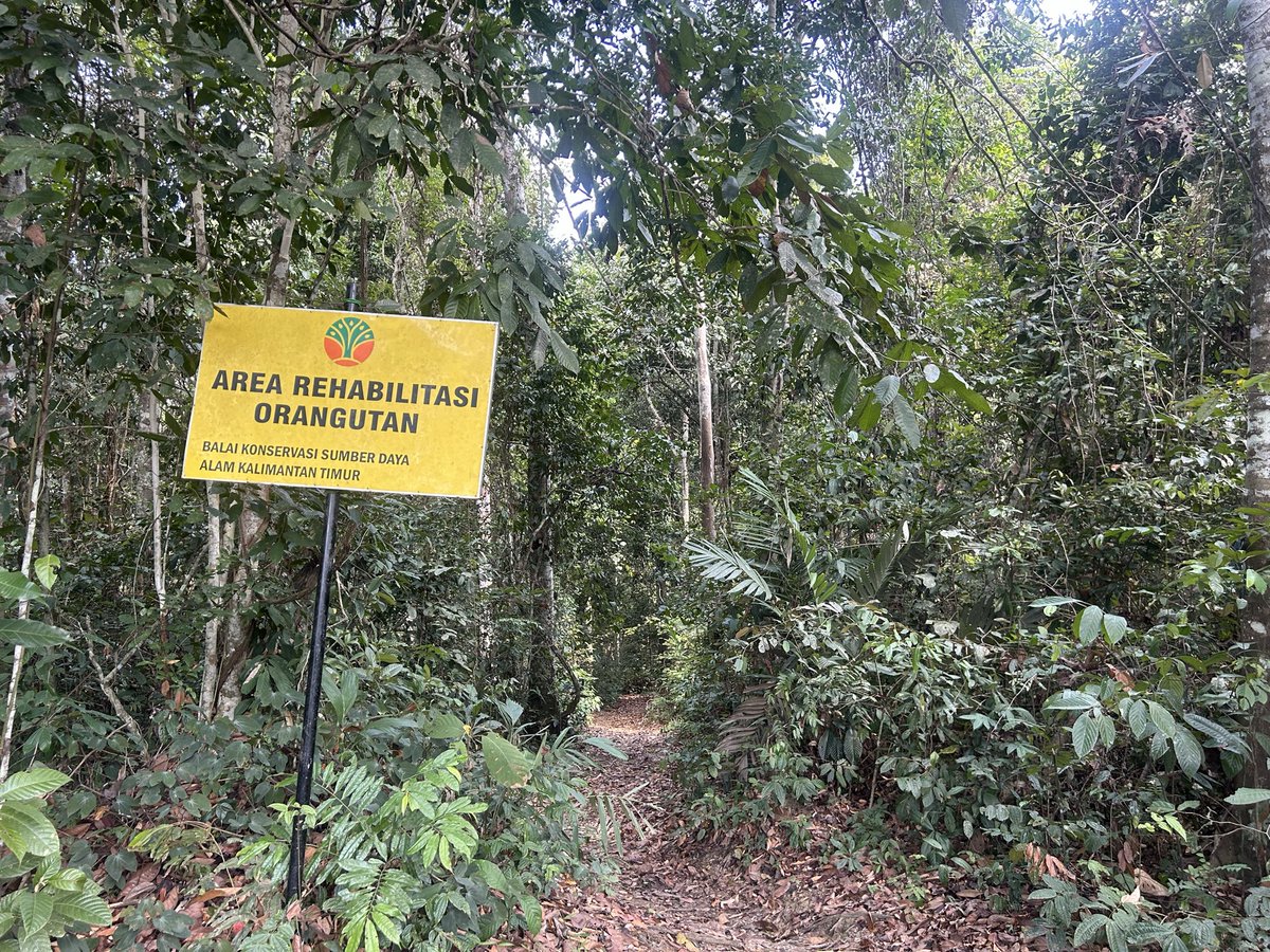 indiratendi's tweet photo. Sebulan terakhir banyak yg nanyain kabarku.

Aku baik-baik aja, masih sibuk mengasuh bayi di Kaltim. Staf &amp; orangutan kami sehat semua.

Karhutla masih terjadi &amp; kabut asapnya lumayan tebal. Udah 3 hari penerbangan dari bandara Berau ditutup. Doakan semoga kondisi segera membaik. https://t.co/sqyyO5C0gF