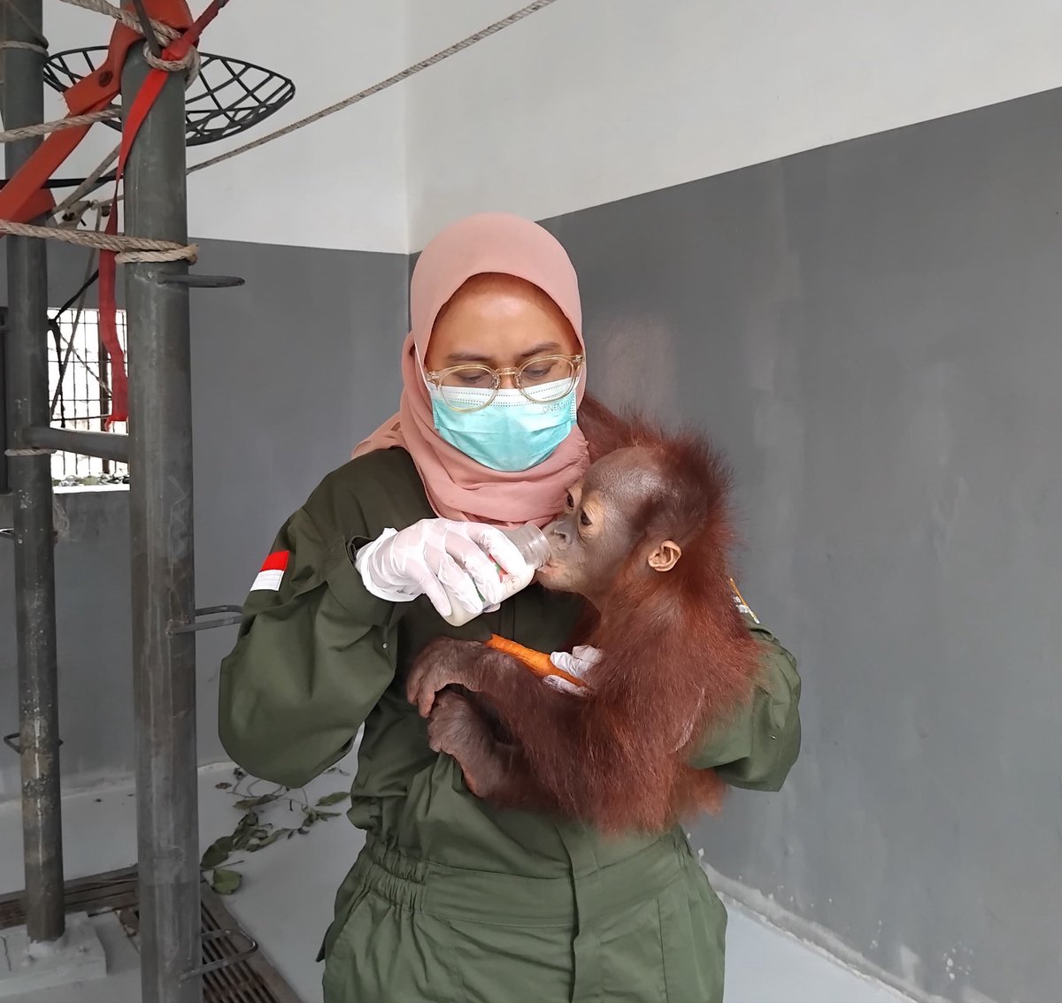 indiratendi's tweet photo. Sebulan terakhir banyak yg nanyain kabarku.

Aku baik-baik aja, masih sibuk mengasuh bayi di Kaltim. Staf &amp; orangutan kami sehat semua.

Karhutla masih terjadi &amp; kabut asapnya lumayan tebal. Udah 3 hari penerbangan dari bandara Berau ditutup. Doakan semoga kondisi segera membaik. https://t.co/sqyyO5C0gF
