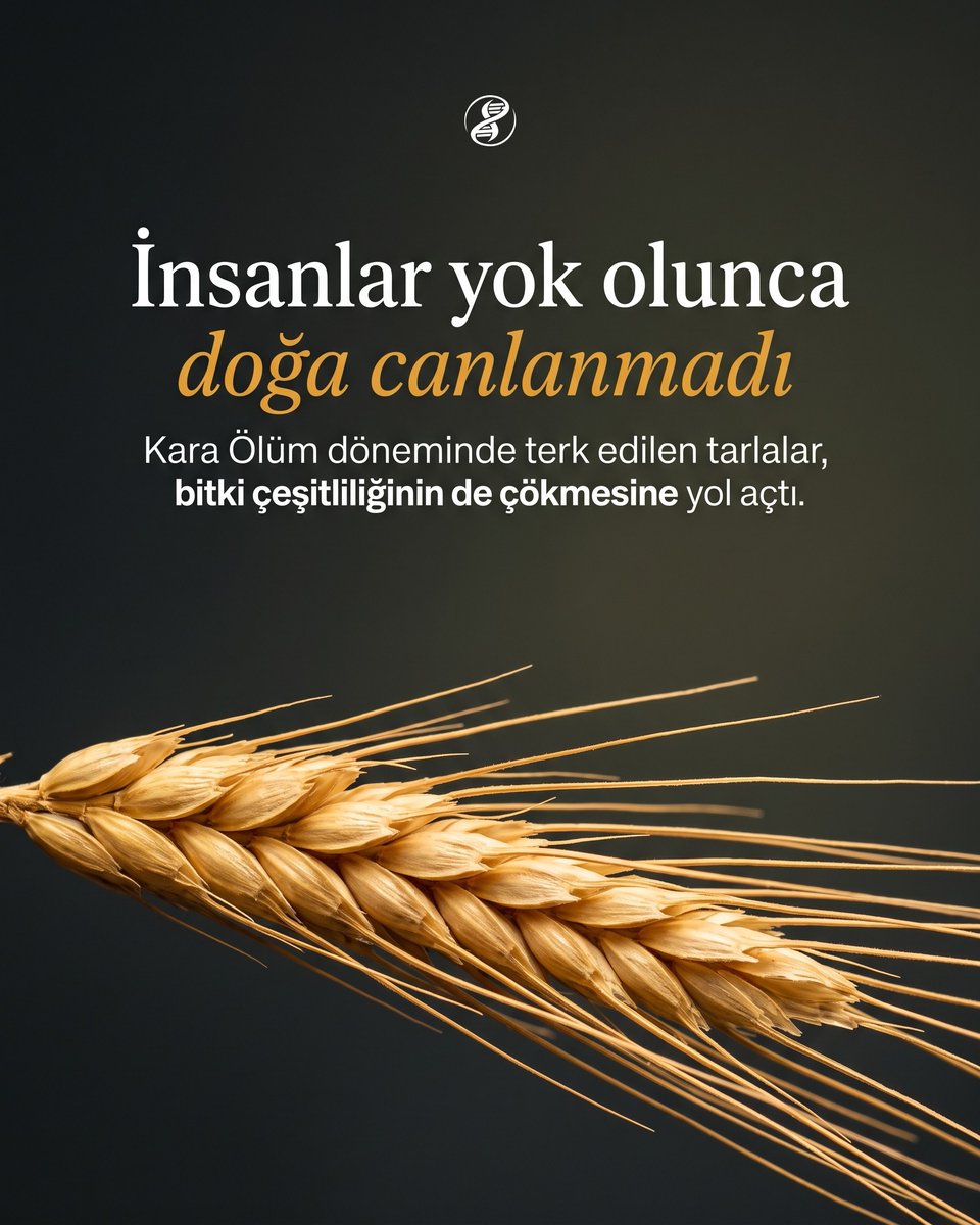 Karanlık arka plan üzerinde yakın plan aydınlatılmış, uzun kılçıklı ve olgun altın sarısı taneleriyle kadrajın altından yükselen geleneksel buğday başağı.