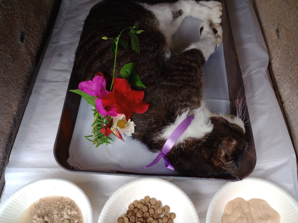 Mimi_FFXIV_'s tweet photo. じじ猫が逝ってもうすぐ３ヶ月。
何かさばいてるとすぐ嗅ぎ付けて『わしにもくれにゃー』「イカだからダメにゃ」ってやり取りももうない。いちばん最初に迎えて、いちばん人なつこくて、いちばん手もお金もかかった子。ほかの子たちもみんな違ってみんなかわいいけど、やっぱり毎日悲しいしさみしいよ https://t.co/OPkalb6pvJ