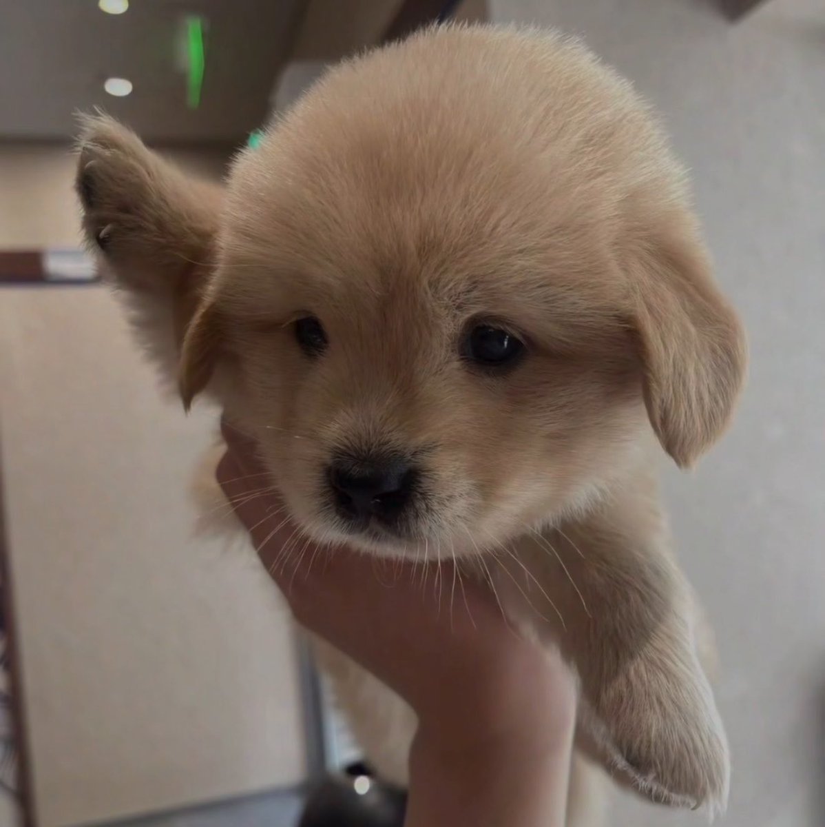 takemybear's tweet photo. ไม่มีคัยกอดชั้นเลย ･̆⍛･̆                             ชั้นมาแร้ว https://t.co/NPYSqut505