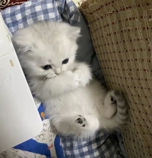 takemybear's tweet photo. ไม่มีคัยกอดชั้นเลย ･̆⍛･̆                             ชั้นมาแร้ว https://t.co/NPYSqut505
