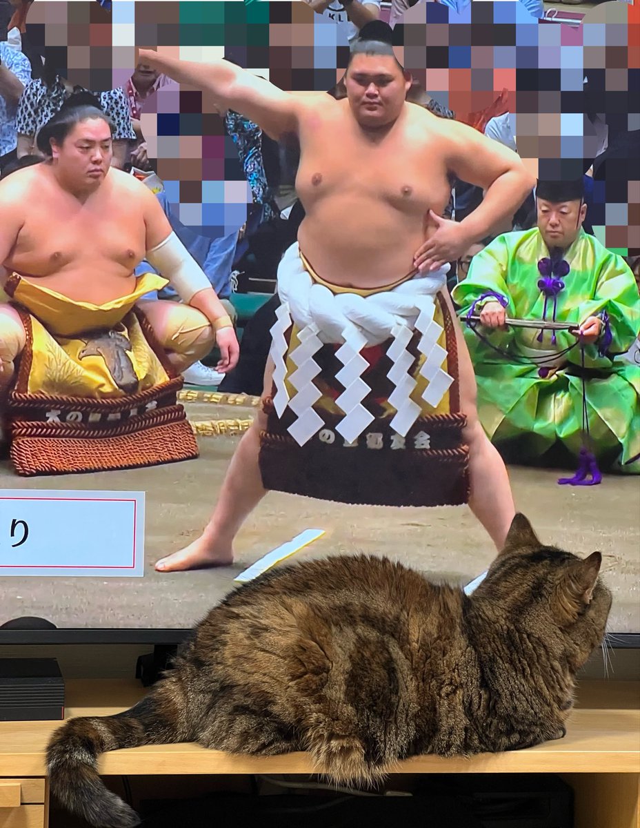 masuneco7's tweet photo. 毎回毎回そこに居ると画面が暗くなるんだよ と言っても聞きゃーしない。さすがねこ、それでも可愛い。 https://t.co/EpE48QEE1C
