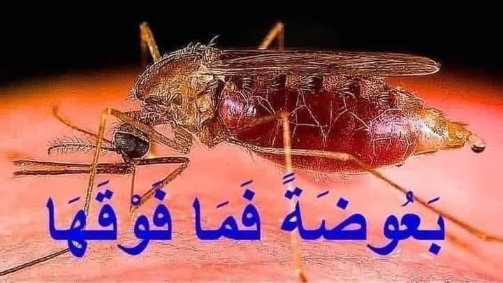 akiluno_a's tweet photo. 🔶لما ضرب الله مثلا في البعوضة تعجب الكافرون وقالوا كيف يليق بخالق الكون أن يضرب مثلاً بحشرة صغيرة قال تعالى
" وأما الذين كفروا فيقولون ماذا أراد الله بهذا مثلا "
وبعد مرور 1400 سنة تظهر المفاجأة الكبرى والآية العظيمة..
البعوضة أنثى لها مائة عين في رأسها ...
لها 48 سن في فمها ...
لها ثلاثة قلوب كاملة في جوفها ...
لها ستــة سكاكين في خرطومها ولكل واحدة منها وظيفتها... 
لها ثلاثة أجنحة في كل طرف من أطرافها ... 
مزودة بجهاز حرارة يعمل مثل نظام الأشعة  تحت الحمراء ويعكس لها لون الجلد البشري فى الظلمة الى لون بنفسجى مثل أنظمة الرؤيا الليلية التي يستعملها الجنود ...
مزودة بجهاز تخدير موضعي يساعدها علـــى غرز إبرها في جسم الإنسان دون أن يشعر أو يحس بقرصة حتى تمص الدم ...
مزودة بجهاز تحليل للدم فهي لا تستسيغ أية دماء ...
مزودة بجهاز لتمييع الدم حتى يسري في خرطومها الدقيق جداً أثناء عملية المص ...
مزودة بجهاز للشم تستطيع من خلاله شم رائحة عرق الإنسان من مسافة (60)م .
وأغرب من كل هذا فإن العلم الحديث اكتشف أن هناك حشرة صغيرة جداً تعيش فوق ظهر البعوضة لا تُرى إلا بالمجهر .. 
قال الله تعالى : ( إن الله لا يستحيِّ أن يضرب مثلا ما بعوضة فما فوقها )

" سبحــــان ذى الملكوت والجبروت والكبرياء والعظمة "