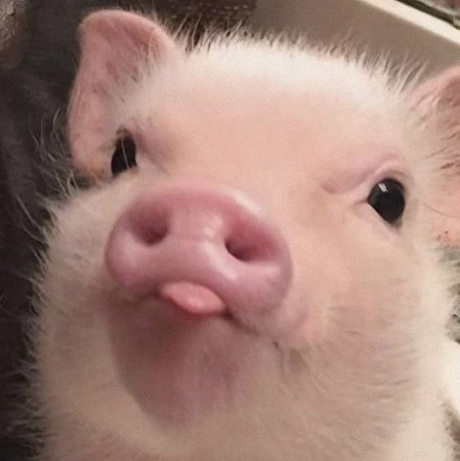astrmeow's tweet photo. ฝั่งไหนน้าทเนี่ย ◜ᐢ•🐽•ᐢ◝ https://t.co/MOBJ3zKYcI