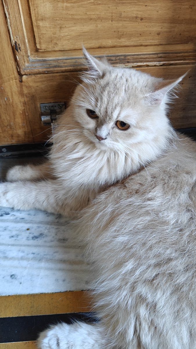 CatCutiekitten's tweet photo. Cutiepie 😍 https://t.co/UjQsvk1C4C