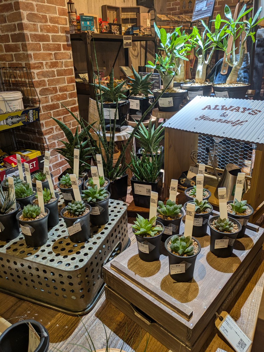 DatsusaraMujin's tweet photo. ＼\🌵kurukuruの入荷情報🌵/／

9/19(土)に以下を追加しました！
※本日事前告知して明日陳列予定でしたが、台風の影響がどの程度か読めなかったので急遽本日陳列&入荷連絡となりました🙇

✅️ハオルチア2.5号
→現状18種出てます。
お値段はレア度を考慮して980円、1280円、1580円の3プライスとなっております！
高く��えるかもですが、特に1280円以上はかなりお得な価格設定になっており、1580円の中にはまずこの値段で買えないだろうなってものも💡
なお、光加減の問題でラックではなくセンターテーブルに配置してます。

✅️1号鉢　補充
→1号の多肉がすっぽり入る、かわいい鉢を補充しました。
今回は少しお高めのものが混ざってます。メセン系やハオルチアの群生など、写真や現物で確認してみてください📸

最後に、今後以下を販売予定です。
・来週：キセログラフィカ10cmサイズ（ワイヤーが到着次第）
・再来週以降：ドルステニア(塊根植物）3号、ユーフォルビア オベサ3号、パキポディウム(塊根植物）3号、キッコウリュウ(塊根植物）3号
・10月のどこか：新カテゴリ

お楽しみに！！🦔