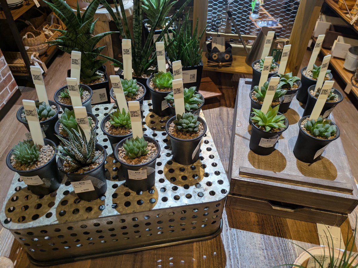 DatsusaraMujin's tweet photo. ＼\🌵kurukuruの入荷情報🌵/／

9/19(土)に以下を追加しました！
※本日事前告知して明日陳列予定でしたが、台風の影響がどの程度か読めなかったので急遽本日陳列&入荷連絡となりました🙇

✅️ハオルチア2.5号
→現状18種出てます。
お値段はレア度を考慮して980円、1280円、1580円の3プライスとなっております！
高く��えるかもですが、特に1280円以上はかなりお得な価格設定になっており、1580円の中にはまずこの値段で買えないだろうなってものも💡
なお、光加減の問題でラックではなくセンターテーブルに配置してます。

✅️1号鉢　補充
→1号の多肉がすっぽり入る、かわいい鉢を補充しました。
今回は少しお高めのものが混ざってます。メセン系やハオルチアの群生など、写真や現物で確認してみてください📸

最後に、今後以下を販売予定です。
・来週：キセログラフィカ10cmサイズ（ワイヤーが到着次第）
・再来週以降：ドルステニア(塊根植物）3号、ユーフォルビア オベサ3号、パキポディウム(塊根植物）3号、キッコウリュウ(塊根植物）3号
・10月のどこか：新カテゴリ

お楽しみに！！🦔