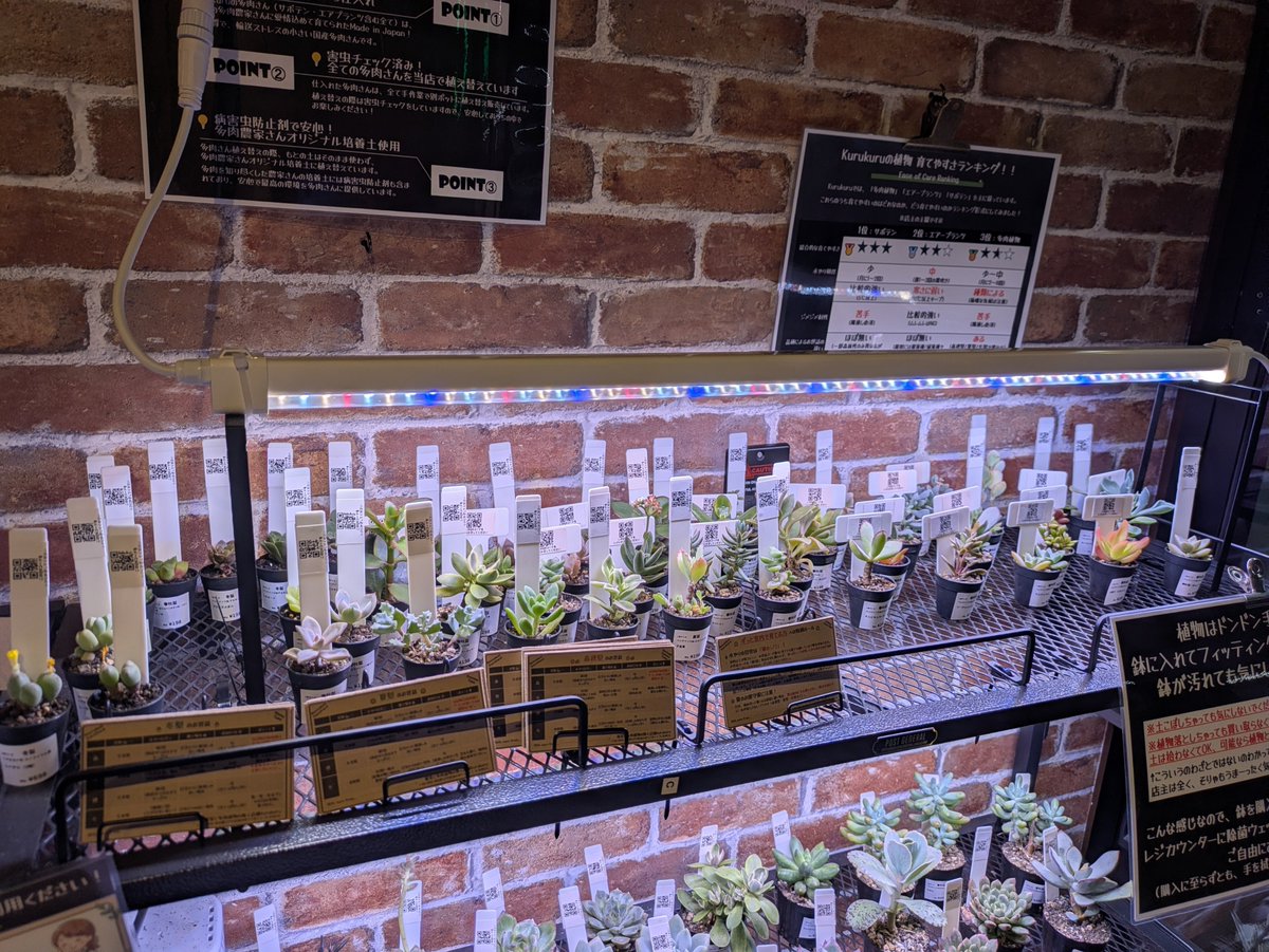 DatsusaraMujin's tweet photo. ＼\🌵kurukuruの入荷情報🌵/／

9/19(土)に以下を追加しました！
※本日事前告知して明日陳列予定でしたが、台風の影響がどの程度か読めなかったので急遽本日陳列&入荷連絡となりました🙇

✅️ハオルチア2.5号
→現状18種出てます。
お値段はレア度を考慮して980円、1280円、1580円の3プライスとなっております！
高く��えるかもですが、特に1280円以上はかなりお得な価格設定になっており、1580円の中にはまずこの値段で買えないだろうなってものも💡
なお、光加減の問題でラックではなくセンターテーブルに配置してます。

✅️1号鉢　補充
→1号の多肉がすっぽり入る、かわいい鉢を補充しました。
今回は少しお高めのものが混ざってます。メセン系やハオルチアの群生など、写真や現物で確認してみてください📸

最後に、今後以下を販売予定です。
・来週：キセログラフィカ10cmサイズ（ワイヤーが到着次第）
・再来週以降：ドルステニア(塊根植物）3号、ユーフォルビア オベサ3号、パキポディウム(塊根植物）3号、キッコウリュウ(塊根植物）3号
・10月のどこか：新カテゴリ

お楽しみに！！🦔