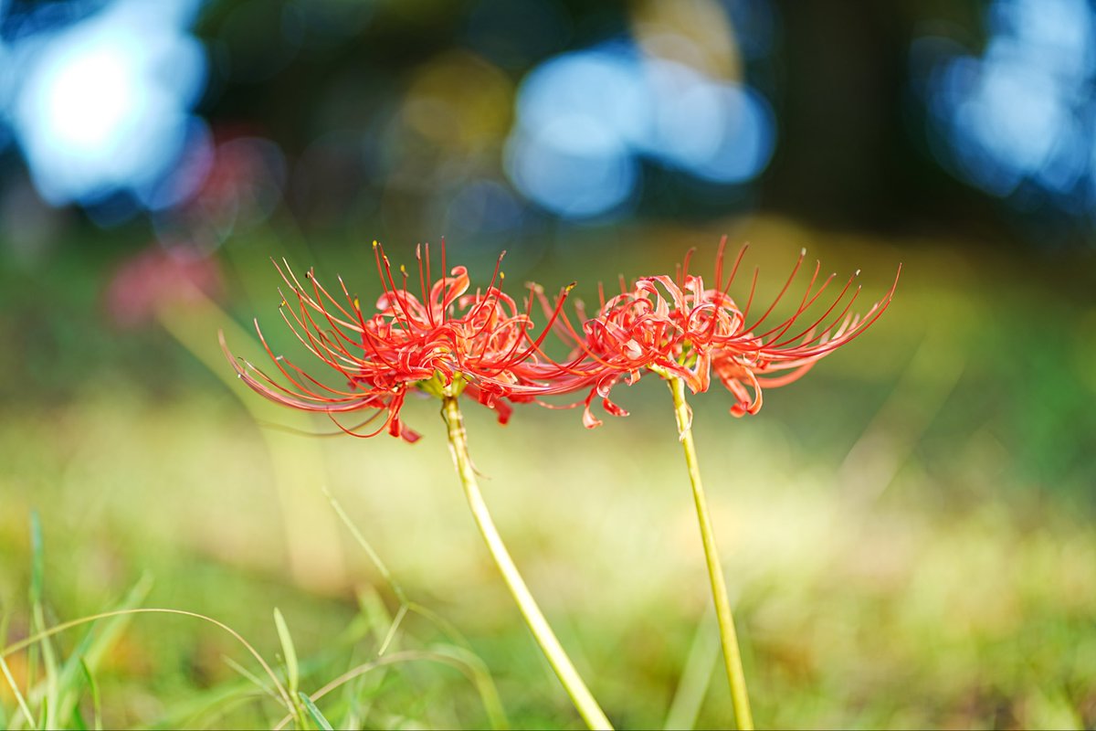 Kagogutiphoto's tweet photo. 「赤い記憶」

彼岸花の花言葉は
「また会う日を楽しみに」
日置市と吉野公園で楽しめるみたい

日置市は素敵なカフェもあって良いね https://t.co/4XoRE4YreT