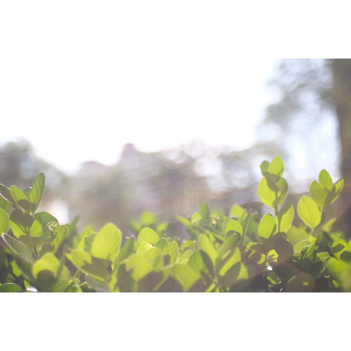 AletaRabelo's tweet photo. Sunlight. You can see the plants growing under its rays. It’s essential, but couldn’t it be a little less scorching? The office is air-conditioned, while the factory is a sauna. I’ve been avoiding the worksite. Tomorrow worries me too. 260531. https://t.co/M4uNEBsdKk