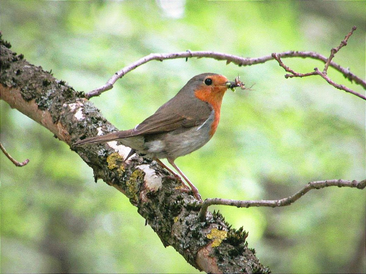 light_in_flight's tweet photo. European Robin

Sergievka Nature Monument, St. Petersburg, Russia
May 25, 2024

#LightInBirds #фандомптиц #EuropeanRobin #BirdPhotography https://t.co/IxMzEIszpG