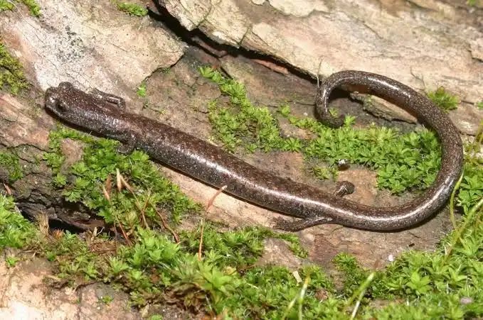 herpsoftoday's tweet photo. @BocchitheGwak oh wait until you find out about the genus Batrachoseps

photo source: https://t.co/Atp2F3Aae9 https://t.co/PiT6V6NQtW
