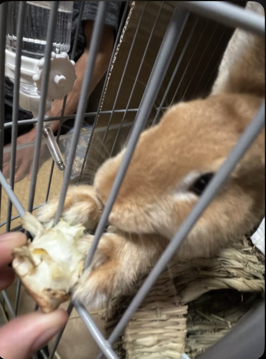 kro_o302's tweet photo. 俺「これ、つまらないものですが」
🐰「ちょうだいします」 https://t.co/4kHrRlZb9l