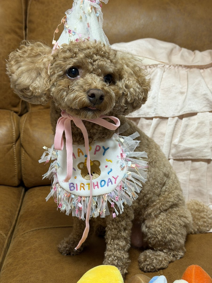 joe59681's tweet photo. 今日は愛犬が爆誕した日
ハピバメッセージありがとうね

5歳
人間年齢だとおよそ30代中盤といったところでしょうか

可愛くてしょうがなくて
毎日この子に癒されてる
おめでとう
長生きしてな〜 https://t.co/BTiBqcdtT6