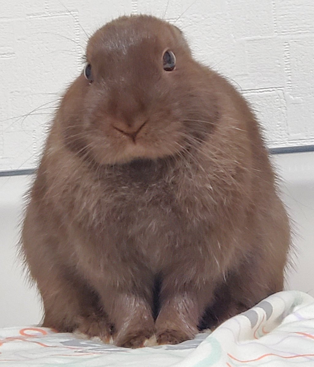 sijimirabbit's tweet photo. そろそろ準備しますか・・・

#おはぎ
#お彼岸
#うさぎ https://t.co/K9yXZ4nGB6