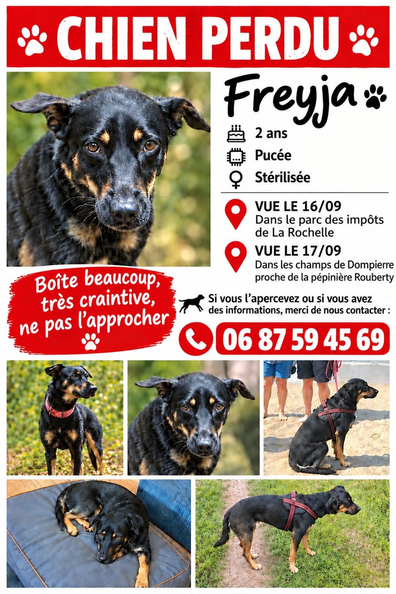 Emma_Soaz's tweet photo. ❌❌❌ Mise a jour du  19 septembre ❌❌❌ 
📢FREYJA a été vu ce matin vers 10h30, au niveau du Pont de mouillepied, trottinait en boitant légèrement reprend la direction du canal de rompsay pour redescendre vers La Rochelle 📢
Merci de votre aide. https://t.co/YJWcYMma3y