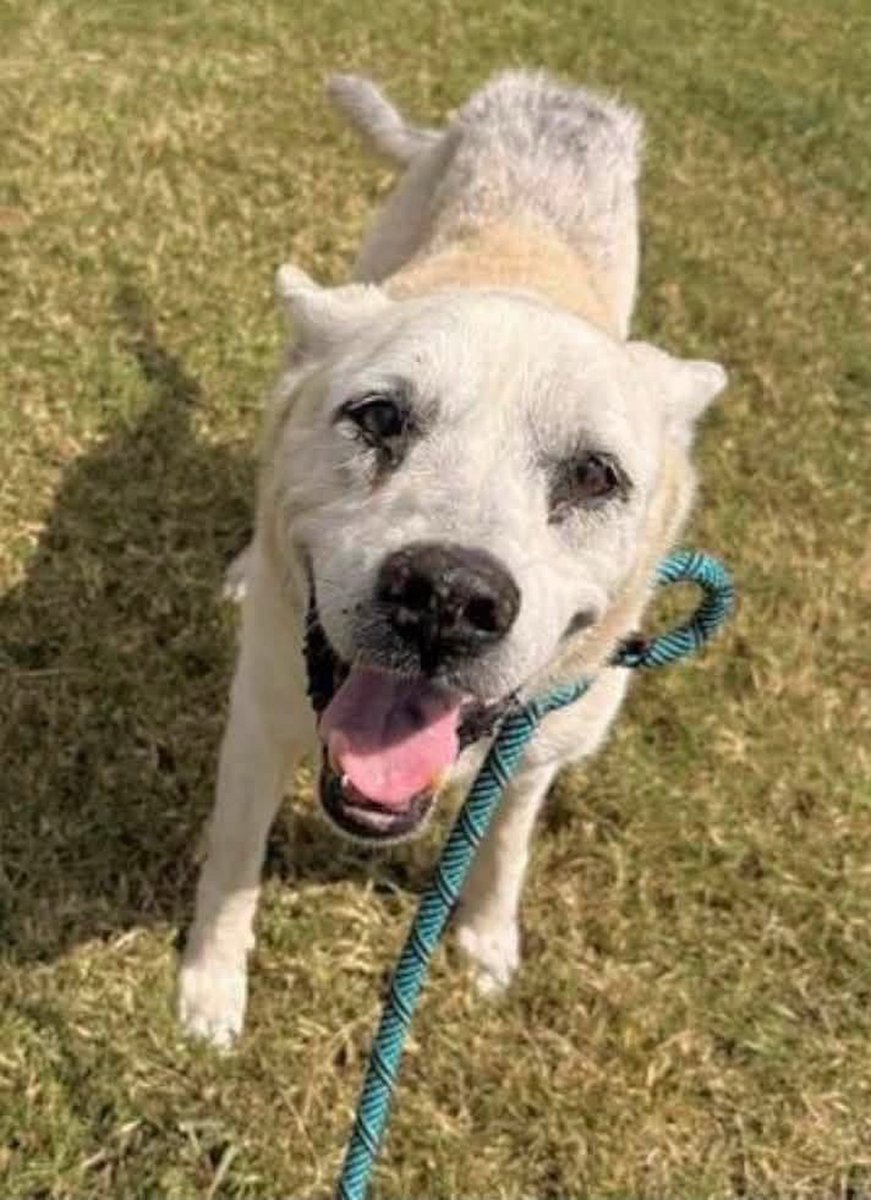 LisaBrabson's tweet photo. MARTHA #A389801 9yo
Friends, will u plz help me save precious MARTHA?
I fear each day,that #CorpusChristiACS will take her precious life😭
Plz  Retweet her far &amp; wide!
Adorable,well mannered,Experienced &amp; extremely loving❤️ 
Plz #Adopt #Foster or #Pledge4Rescue 
$25 to ADOPT #TX https://t.co/lOa19YfsKP