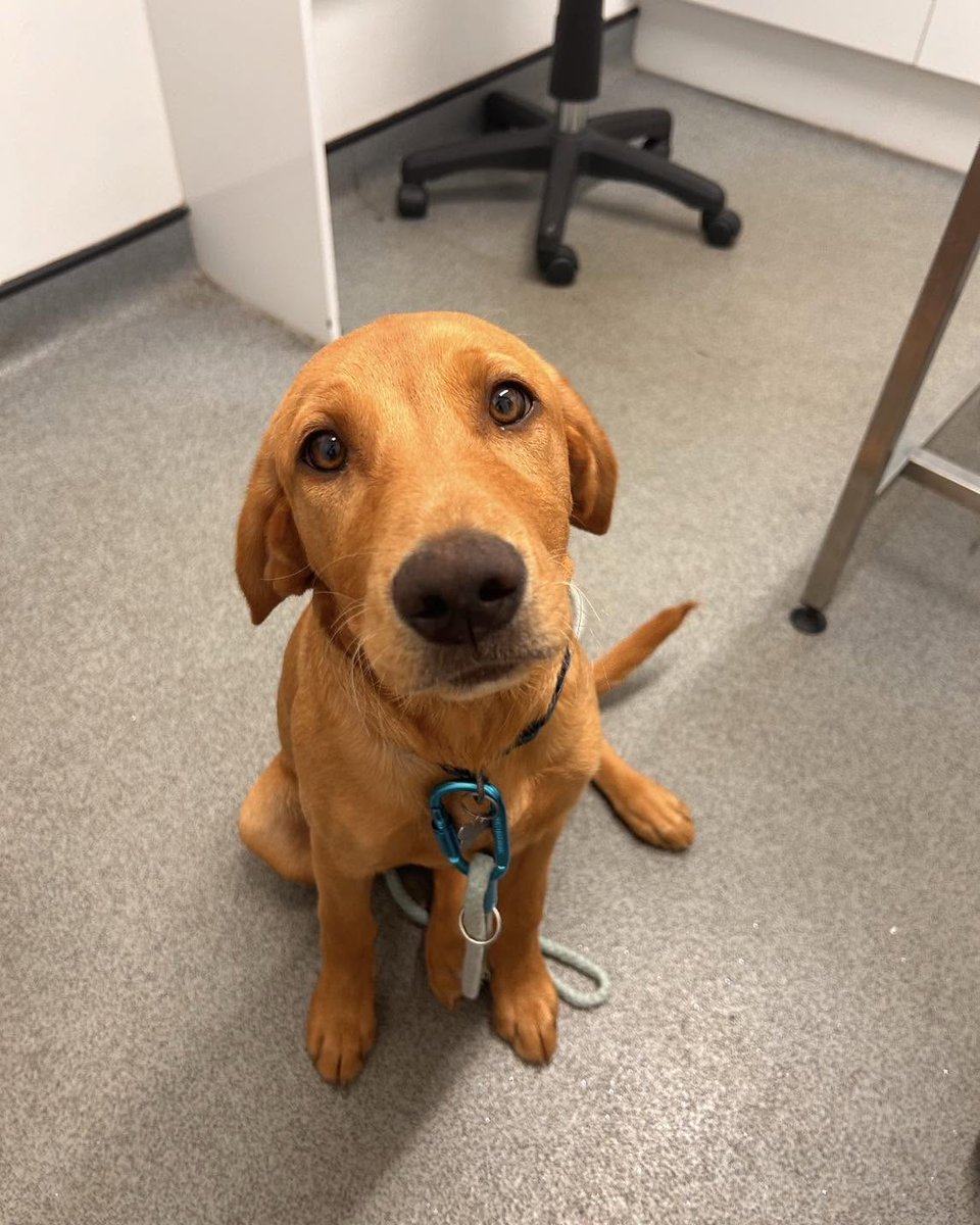 KizzyEastep7's tweet photo. Meet Nifty 🩷

Nifty visited our Skipton Practice for a weight check with one of our nurses. She was a sweetheart and loved having her tummy tickled! https://t.co/ycLIsb5UAx