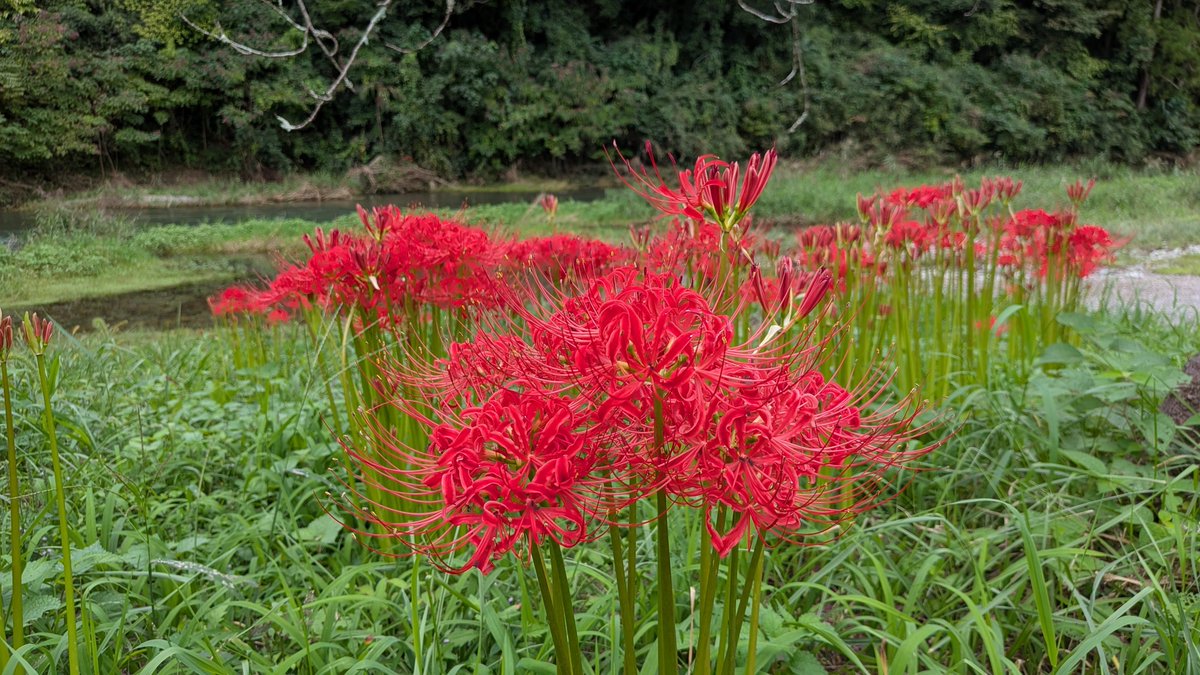 Ogawa_kankou's tweet photo. 各地でヒガンバナ（曼珠沙華）の開花報告がありますが、小川町の腰越、切通橋付近の曼珠沙華も見頃を迎えております

ぜひ、お出かけください。
（台風近づいてるので…ちょっと心配）
詳しくは観光協会WEBサイトでチェック‼️を https://t.co/NV4Z12vszo