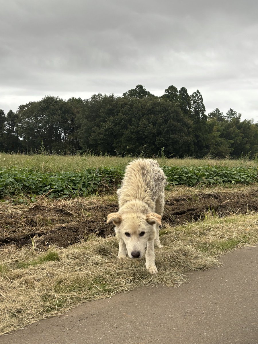 acty_z's tweet photo. 【迷い犬を保護しました｜茨城県東海村】

本日、茨城県東海村の船橋エリアで、1匹で歩いているわんちゃんを見つけました。

かなり痩せていて、歩き方もフラフラしていたため、迷い犬だと思い警察へ連絡し、現在はひたちなか警察で保護していただいています。 https://t.co/4ZDi4gLx7M