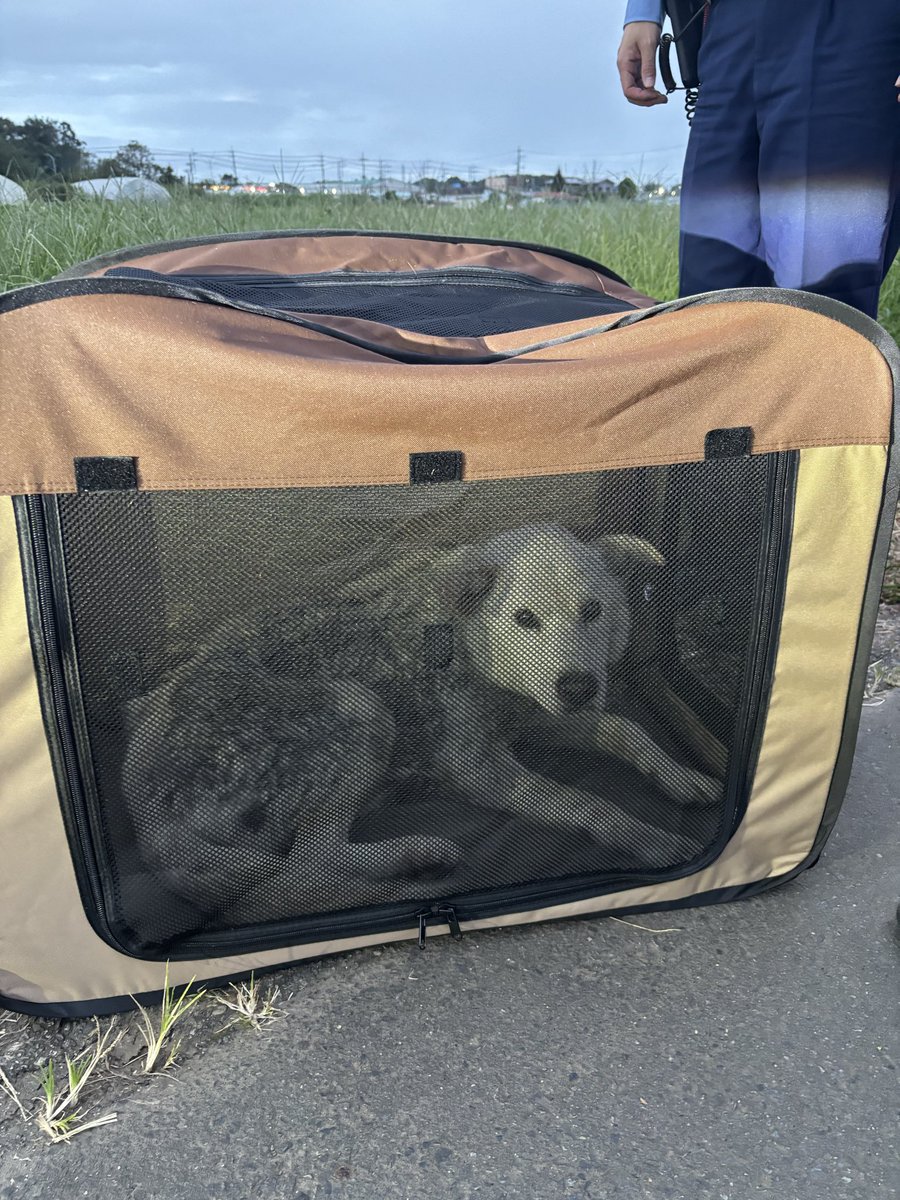 acty_z's tweet photo. 【迷い犬を保護しました｜茨城県東海村】

本日、茨城県東海村の船橋エリアで、1匹で歩いているわんちゃんを見つけました。

かなり痩せていて、歩き方もフラフラしていたため、迷い犬だと思い警察へ連絡し、現在はひたちなか警察で保護していただいています。 https://t.co/4ZDi4gLx7M