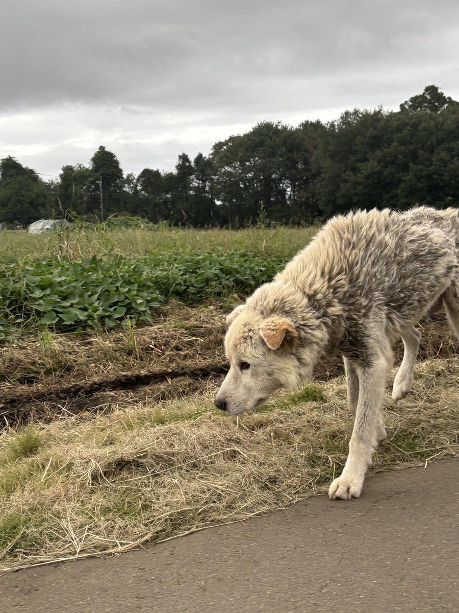 acty_z's tweet photo. 【迷い犬を保護しました｜茨城県東海村】

本日、茨城県東海村の船橋エリアで、1匹で歩いているわんちゃんを見つけました。

かなり痩せていて、歩き方もフラフラしていたため、迷い犬だと思い警察へ連絡し、現在はひたちなか警察で保護していただいています。 https://t.co/4ZDi4gLx7M