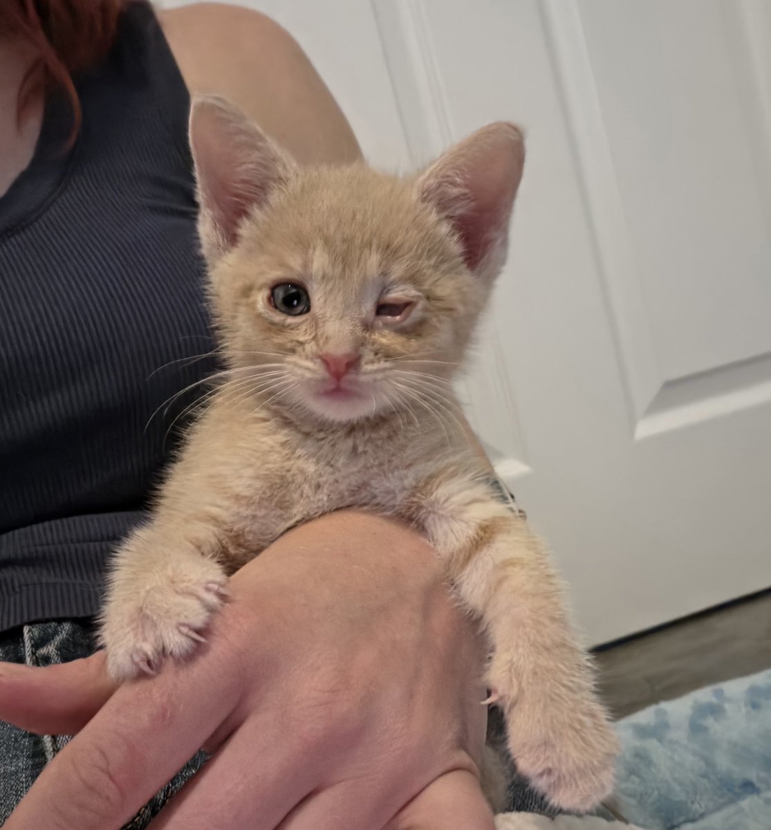 elle91's tweet photo. Umber 1 day after being abandoned vs 5 days of being loved https://t.co/WSNvU7bWaf