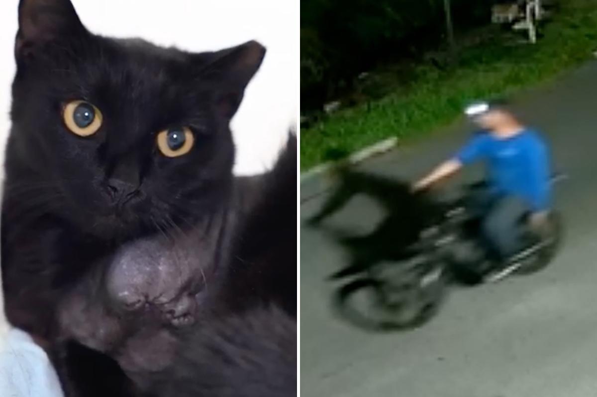 nypost's tweet photo. Horrifying footage shows serial cat killer shooting stray after getting off e-bike https://t.co/DltlXW2Hle https://t.co/PRuyk8nu1Q