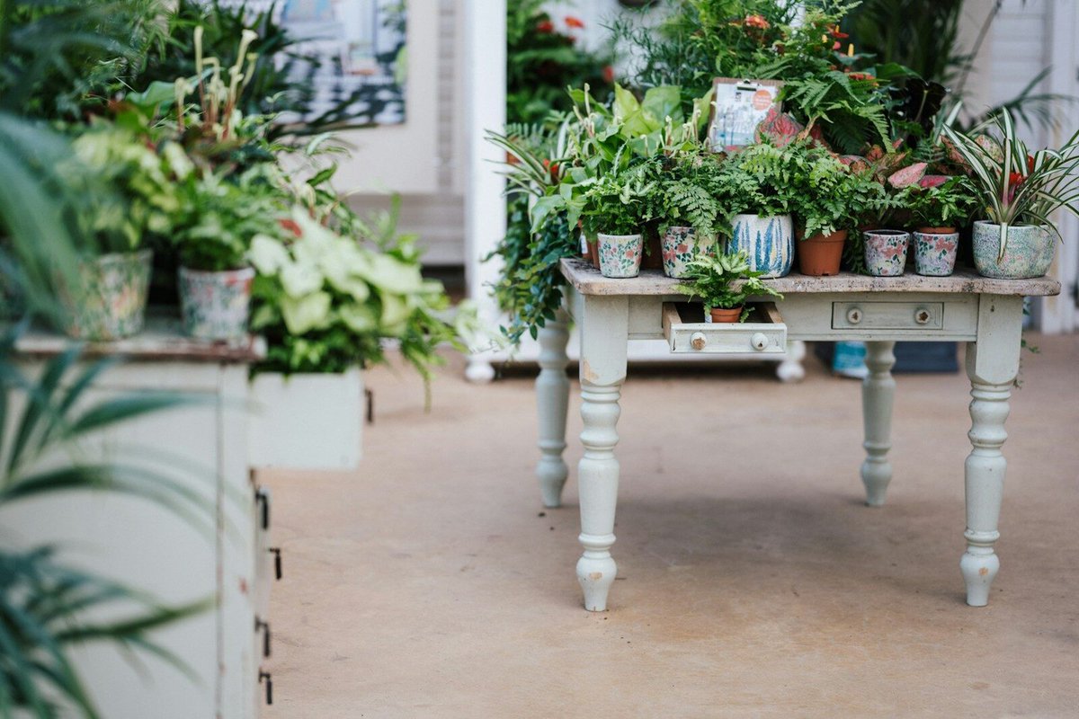 ChristyVango's tweet photo. Plants at home can lift your mood, reduce stress, and boost creativity. Snake plants are beginner-friendly, nearly indestructible, and release oxygen at night—perfect for creating a calmer, more restful bedroom. How do you bring greenery into your https://t.co/kRr3xRrH8w