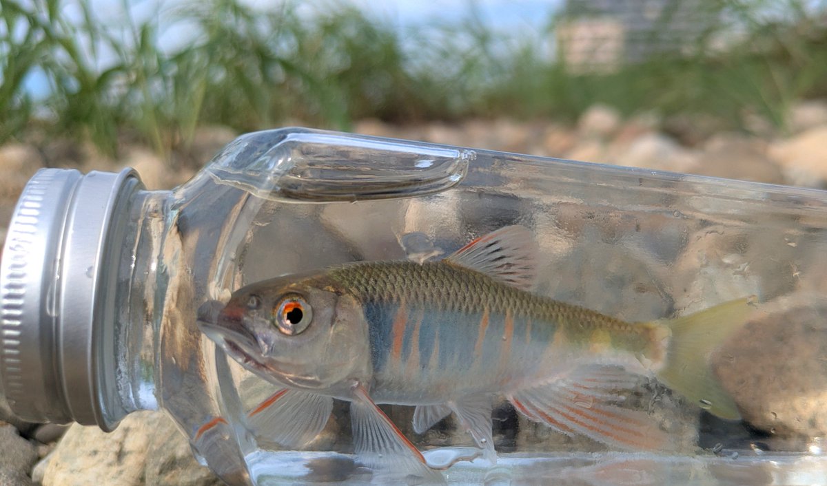 Ryo_bmvt's tweet photo. 2週間ぶりの釣りに🎣今回もオイカワフライ。
そろそろ婚姻色終わりかなー
ニューロッドとリールも入魂！ https://t.co/G5x9guAU70