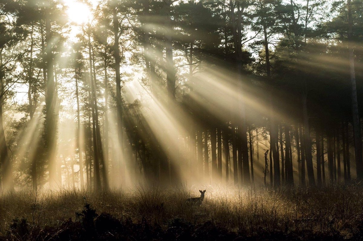 mayaisaac791635's tweet photo. Frrr if you want your IC to be full of rainbows and stars buat sendiri la what matters most is the security feature are we overlooking the 53 security upgrades😭 Replying to I genuinely don't give a shit of the latest IC design. https://t.co/DWT47kuRw4