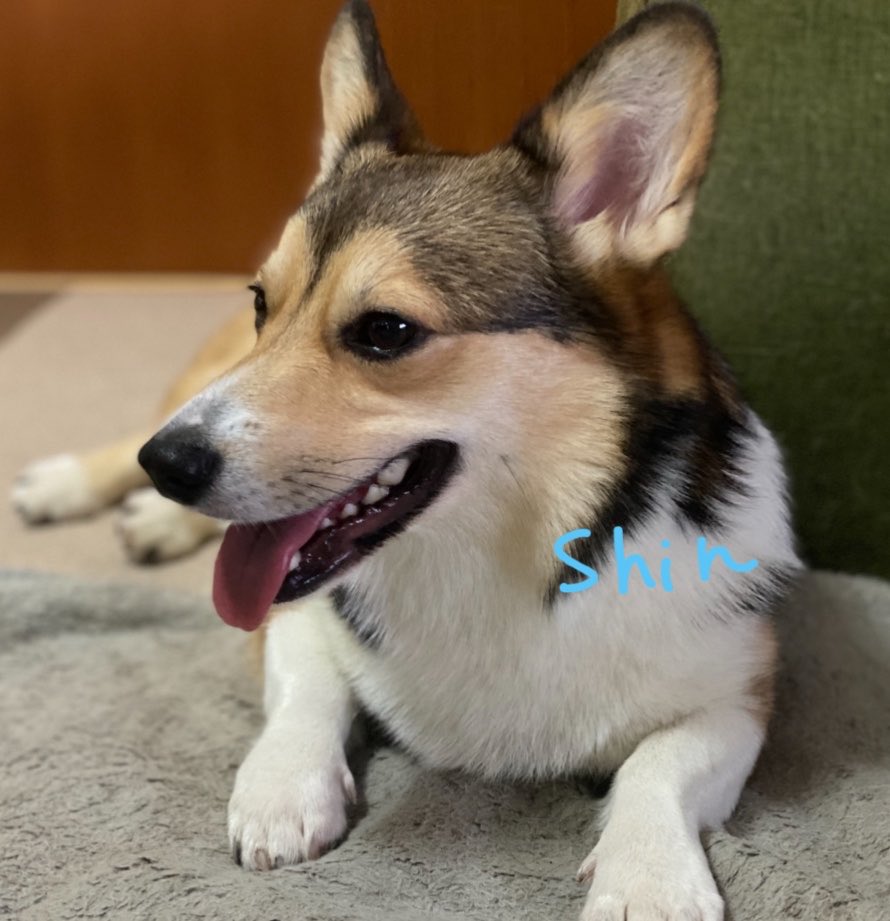 CorgiShinchan's tweet photo. ←お迎え1週間　去年9/19 おもちゃで遊ぶしんちゃんの横顔
横顔イケメンしんちゃん♡(親バカ)→
#コーギー
#Corgi
#犬好きさんと繋がりたい https://t.co/JM8TRRwB2p