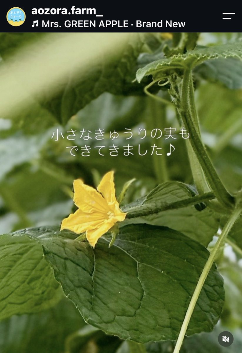 sudako831's tweet photo. 伸びに伸びたきゅうりのツル🌱
5日前に誘引したばかりなのに、もうあっち向き、こっち向き💦
今日はカッチャン♪と誘引してスッキリ✨
小さな実も発見🥒
#あおぞらふぁーむ #農家 #露地栽培 #きゅうり https://t.co/UDKJJOu8dZ