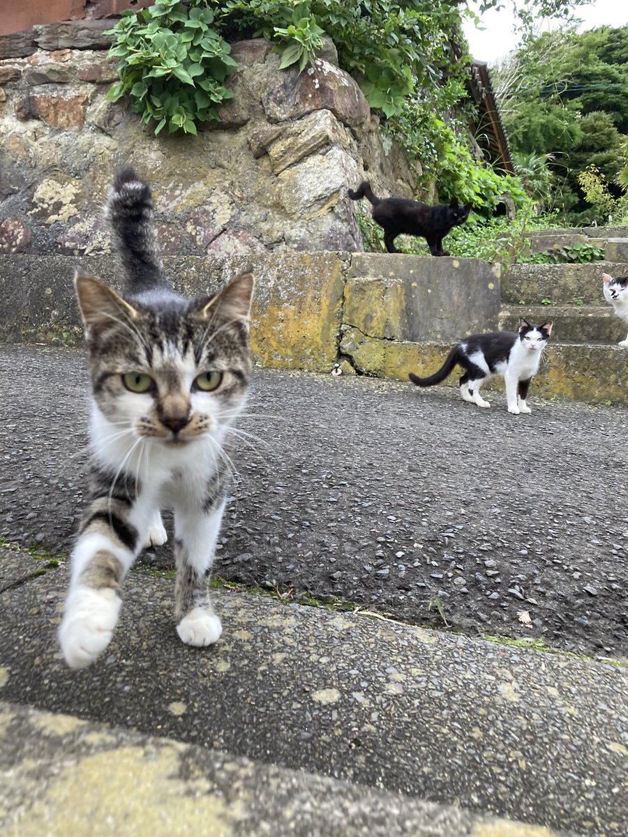 kuronekotashiro's tweet photo. 夕方の様子
みんな変わった様子もなく集まってくれました😸

#田代島 #猫島 #tashirojima #catisland #CatsOnX #cat https://t.co/nTrDSMLC9U
