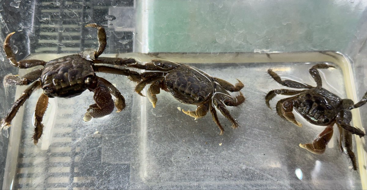animal_KOBAR's tweet photo. ベンケイガニ入荷しました🦀
オス、メスいます😊
飼育しやすくとても可愛いですよ〜😆
なんでもよく食べます🤩
#��幌爬虫類 #animalkobar #アニマルコバー #コバー #札幌爬虫類ショップ #ベンケイガニ https://t.co/2NB0n9sTwq