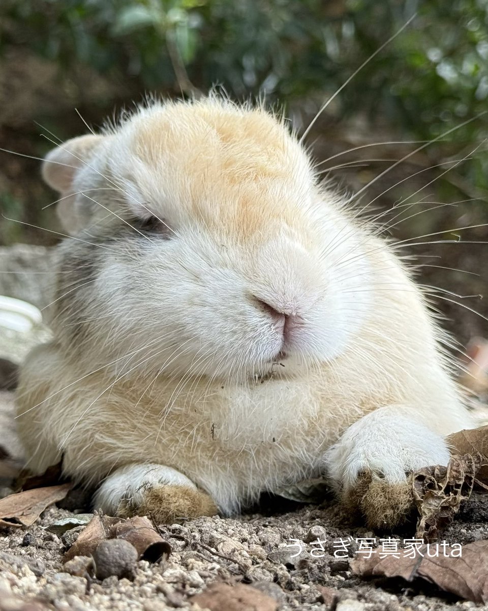 utajima's tweet photo. お昼寝中のうさぎさん🐰💤 https://t.co/l4iT5WsCts