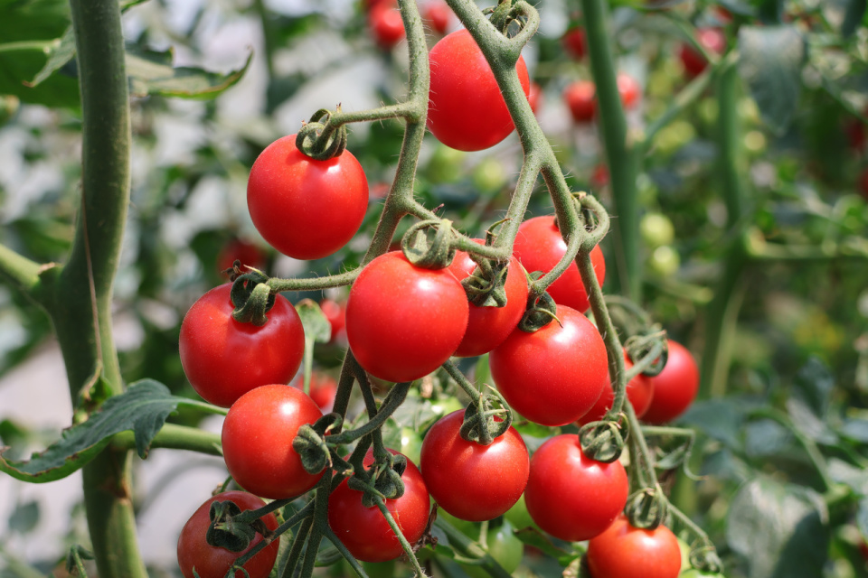 eagle828802's tweet photo. Just tried the new organic cherry tomatoes from the local farmers' market! Sweet, juicy, and bursting with flavor—no bland, watery aftertaste at all. Perfect for salads or a quick snack. Would 10/10 recommend to all food lovers!， https://t.co/80IIhE4wEB