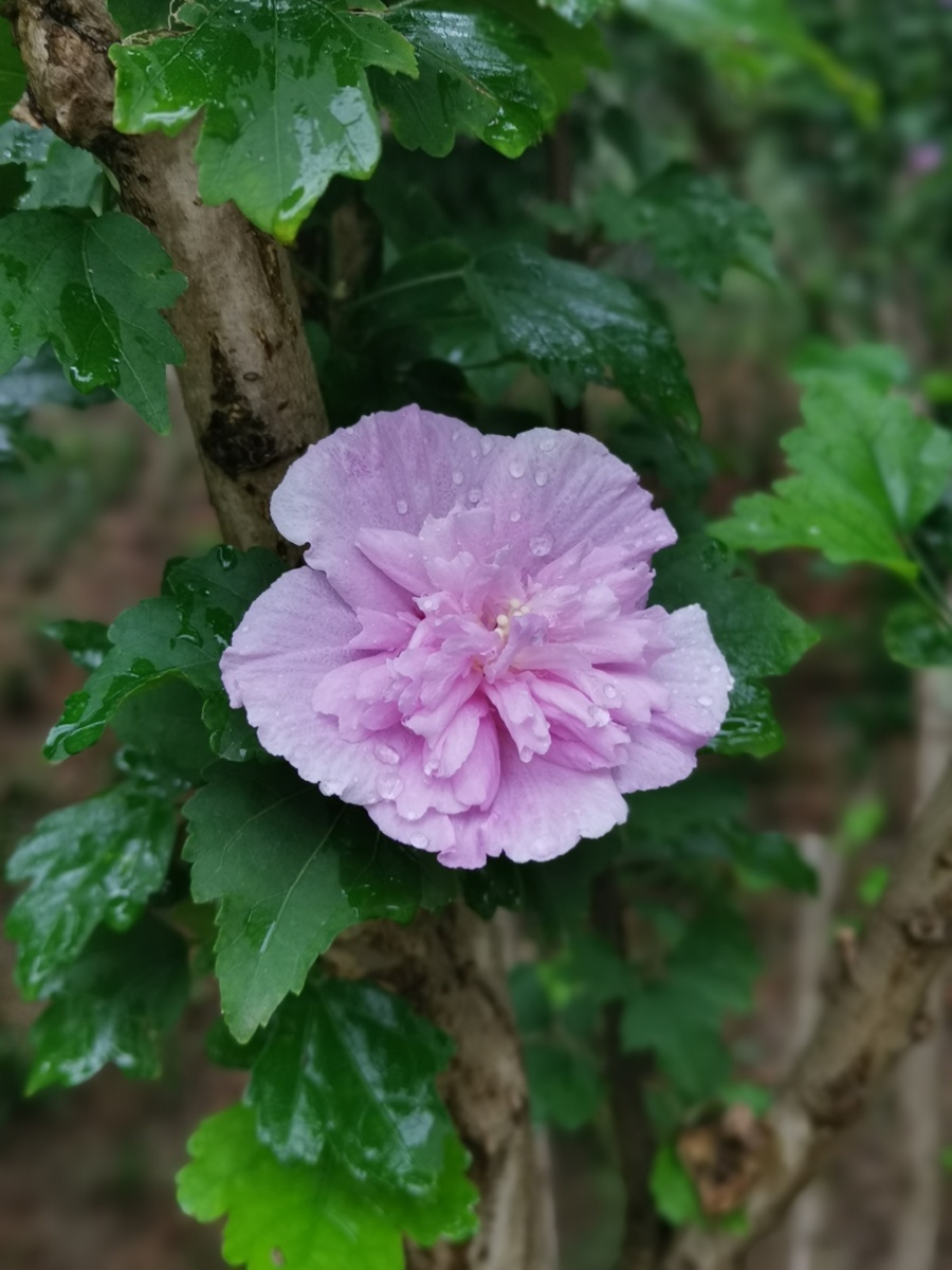 seree901779's tweet photo. Spent the whole morning chasing wild bluebells in the English countryside—sunlight filtering through fresh green leaves, the air smelling like honey and rain. This is the kind of slow joy I’ve been searching for. https://t.co/dvQEWM3Yp5