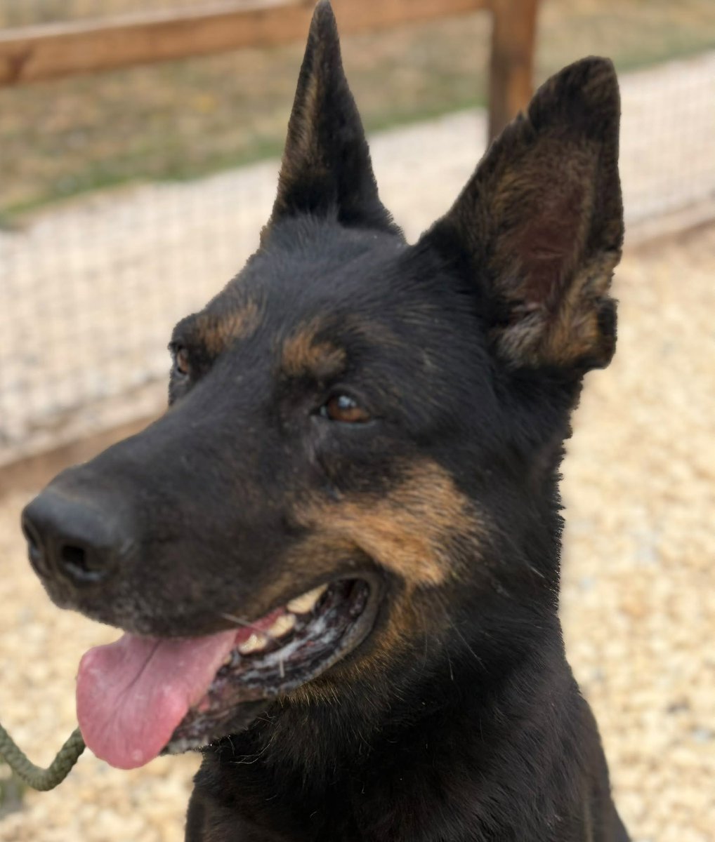 gsrescueelite's tweet photo. Olive is 5yrs old and she had been used for breeding then dumped! Olive is a super friendly girl who loves a fuss, she can live with older kids and walks well with other #dogs but would like to be the only pet in the home 
#germanshepherd #Notts 
https://t.co/bnfNcZCS2e https://t.co/Gwp5oHpNPb
