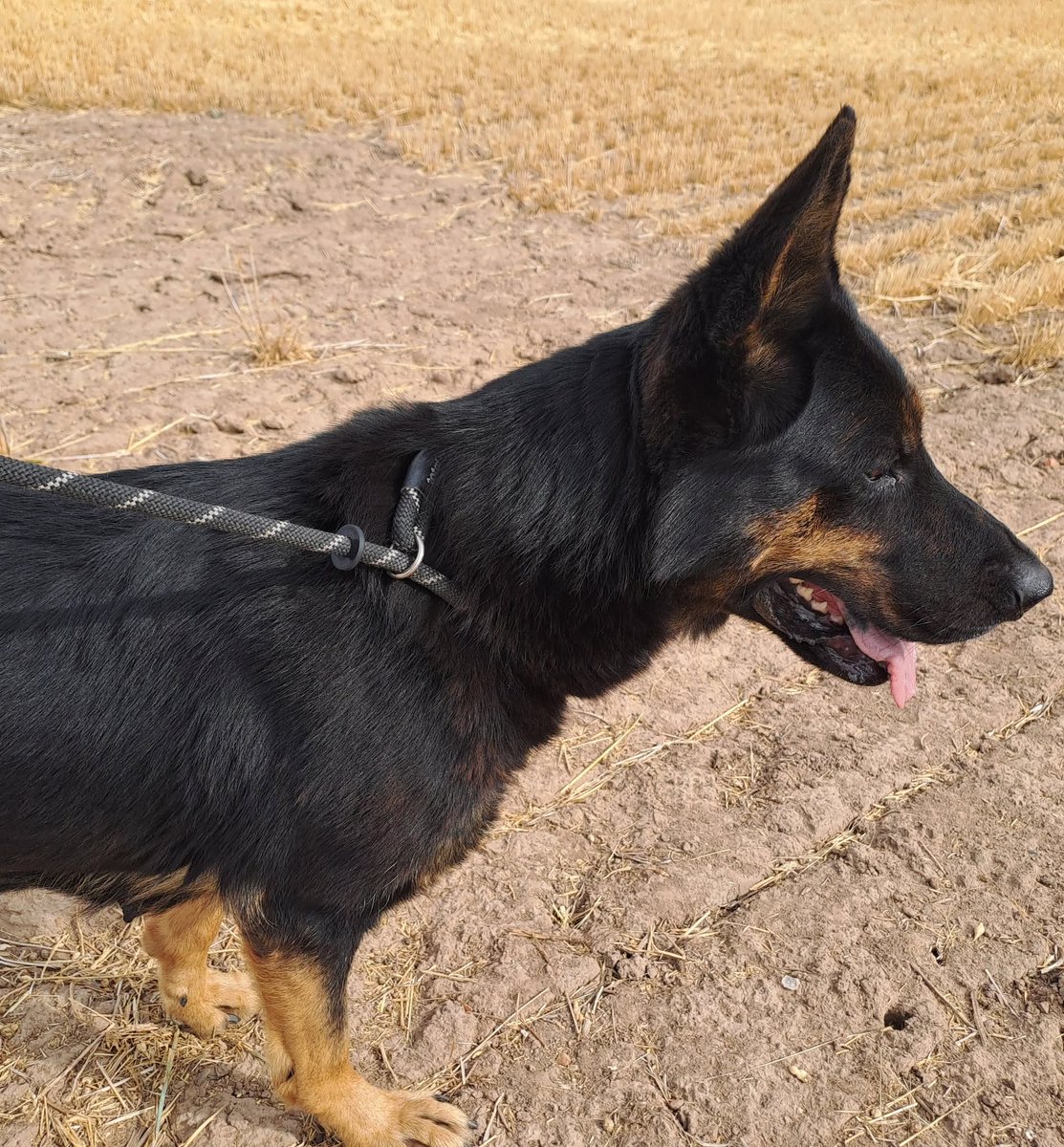 gsrescueelite's tweet photo. Olive is 5yrs old and she had been used for breeding then dumped! Olive is a super friendly girl who loves a fuss, she can live with older kids and walks well with other #dogs but would like to be the only pet in the home 
#germanshepherd #Notts 
https://t.co/bnfNcZCS2e https://t.co/Gwp5oHpNPb