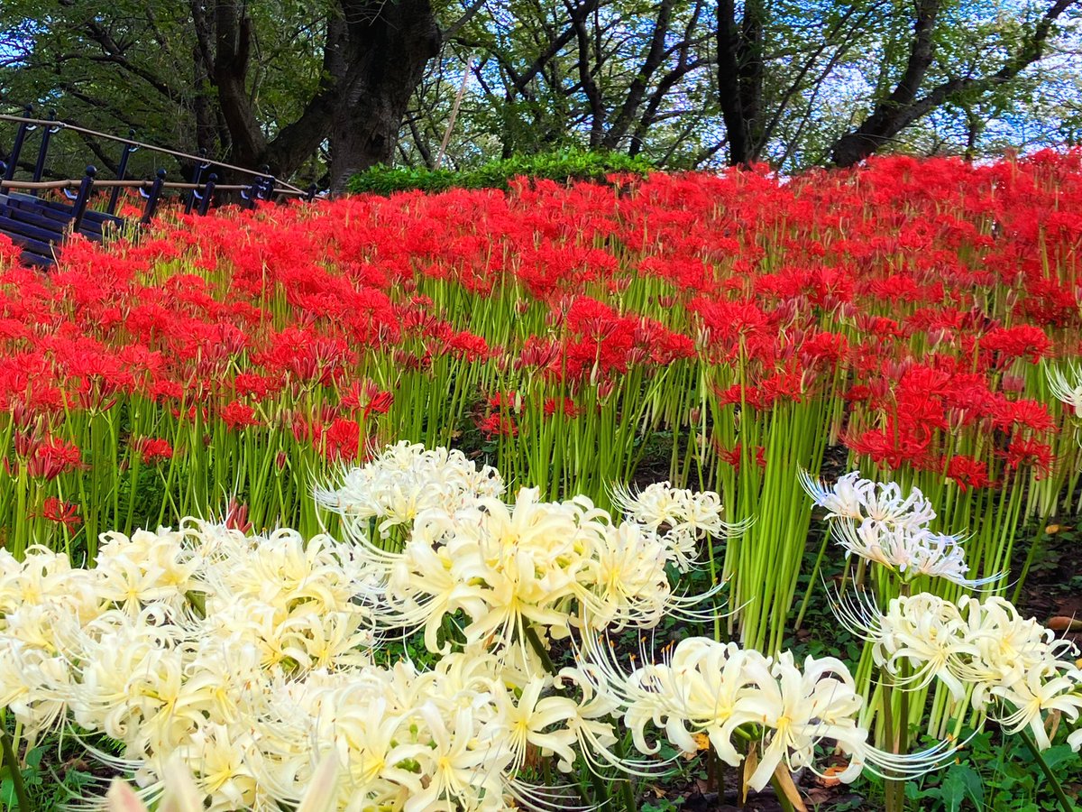 sh_sld's tweet photo. 曼珠沙華まつり
どんなに季節のサイクルが乱れても、この時期に必ず咲くんだよね
来年はピンクが増えてるといいな https://t.co/LsIm8YNcUJ