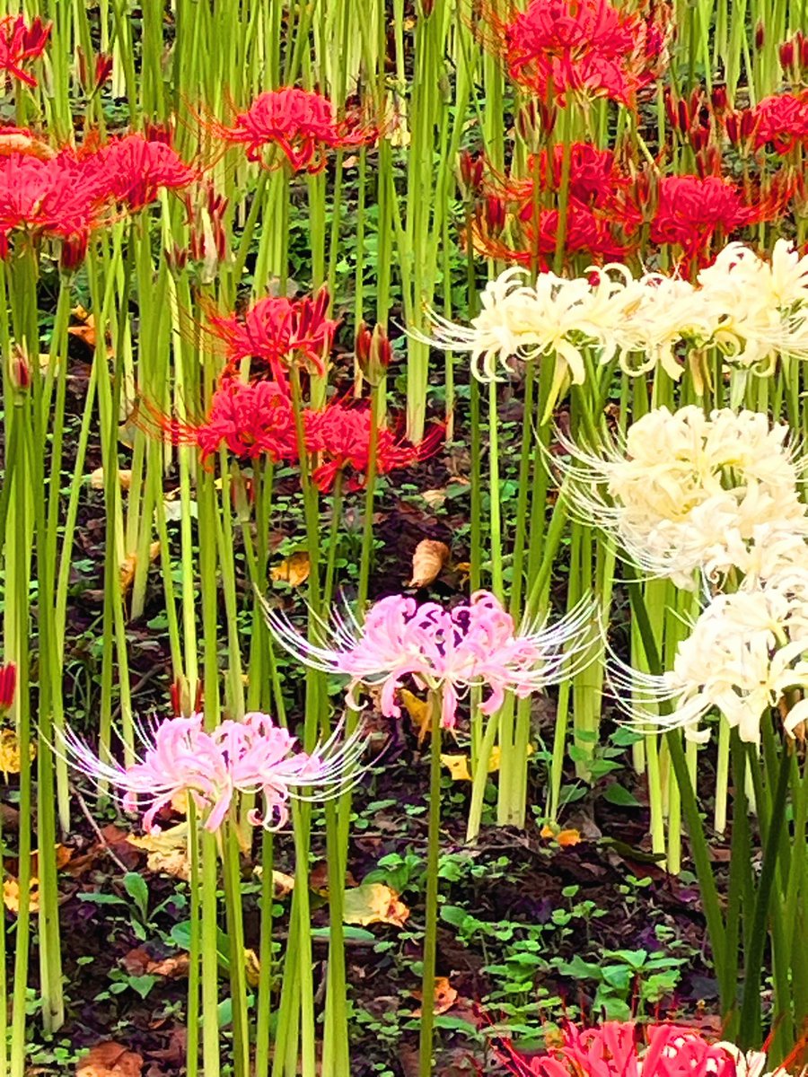 sh_sld's tweet photo. 曼珠沙華まつり
どんなに季節のサイクルが乱れても、この時期に必ず咲くんだよね
来年はピンクが増えてるといいな https://t.co/LsIm8YNcUJ