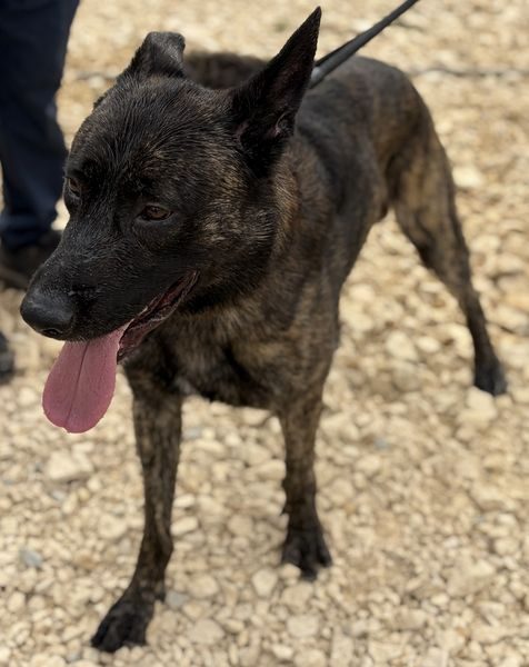 gsrescueelite's tweet photo. Hunter is just 15mths old and this boy thrives in human company so is struggling in kennels. Hunter can live with older kids and has been ok with most #dogs at the kennels with careful intros 
#germanshepherd #Notts 
https://t.co/SJ9i7rYc8z https://t.co/PsqM0NFM8h
