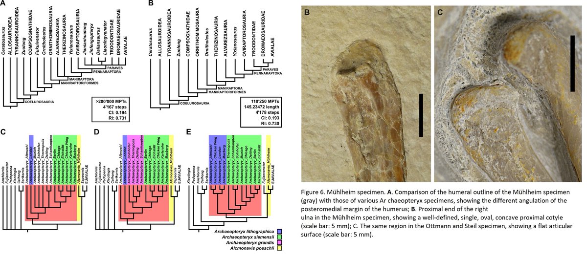 JamaleIjouiher's tweet photo. It will be interesting to see how this holds up, but a new paper is out on #Archaeopteryx. All the #Urvogel spec­imens indeed belong to that genus, but the #Mühlheim specimen does not, so #Alcmonavis is valid again.  

https://t.co/iCOX9tELBC https://t.co/slZi0V4bZO