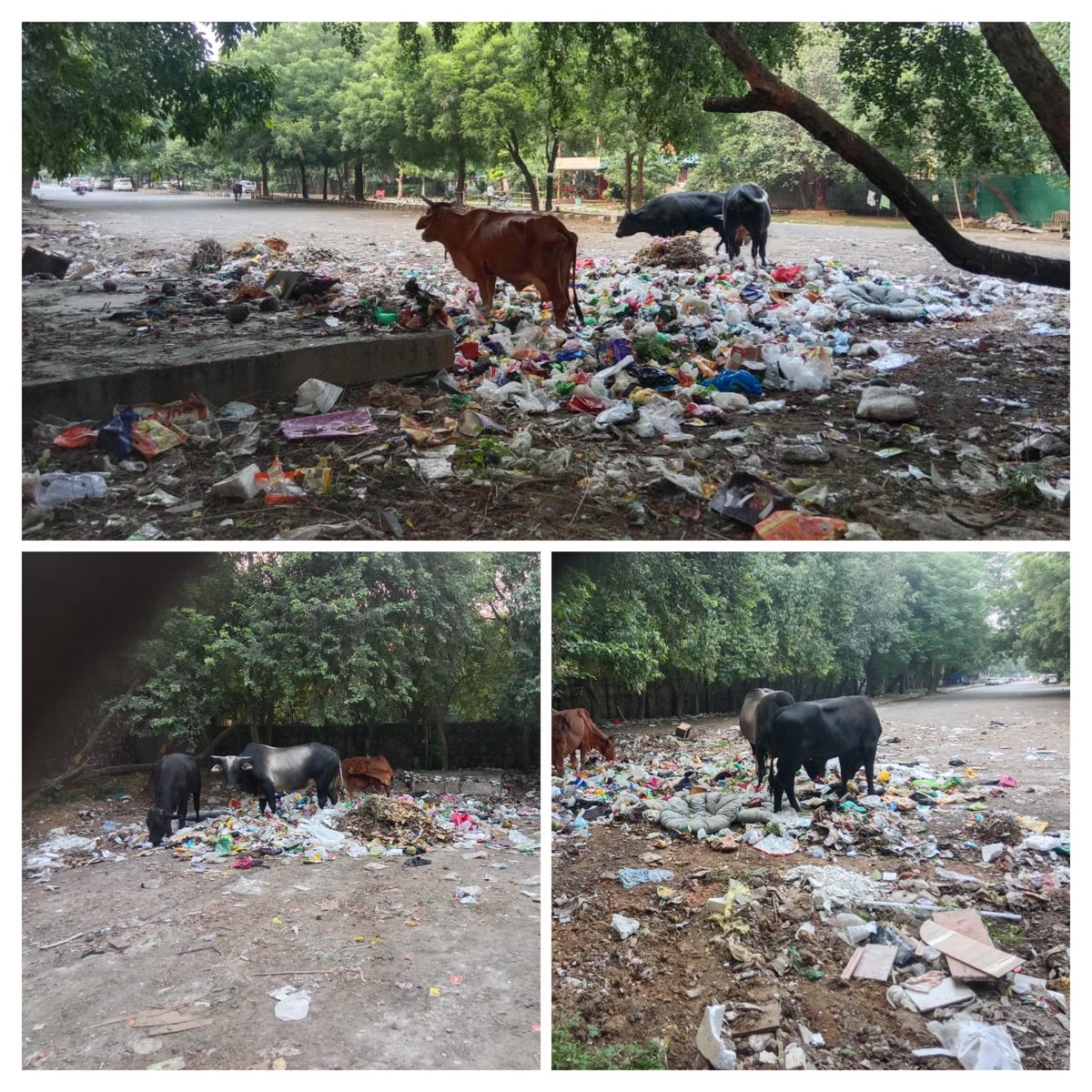 SaraswatiRwaD6's tweet photo. #Day_8 | 5:30 PM, 19 Sept

The improvement achieved through timely waste lifting is at risk of being undone. By evening, stray cattle have again entered the waste point at #MegaHousingComplex D6, #VasantKunj and are feeding on exposed garbage.

The core gap remains unchanged: there are still no adequate covered, lidded waste bins. Without them, waste is easily accessed and scattered by animals—creating avoidable hygiene concerns, exposing cattle to dangerous material, and making every clean-up temporary.

@DCSOUTHZONE @MCD_Delhi: Regular lifting is appreciated, but lasting cleanliness requires safe containment. Kindly arrange covered waste bins immediately and take measures to prevent cattle from accessing the collection point. @praveshwahi 

A clean area outside the Mandir should not depend on daily damage control.

@jmehlawatbjp 
@RamvirBidhuri

@rwanarmada
@RwaGanga

#SwachhBharat #WasteManagement #AnimalWelfare #PublicHealth