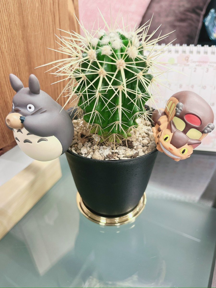 asterisk_sendai's tweet photo. 事務所の癒しアイテム🥰

ちょこんと置いてあるサボテン🌵
可愛くて見るたびにちょっと癒されます🤭✨

ただお掃除中に油断してるとたま〜にチクッと刺されます🤣💦

見た目は可愛いけど意外と攻撃力高めです😂🌵💕 https://t.co/iVAx7Z2XLF
